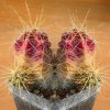 echinocereus_cinerascens